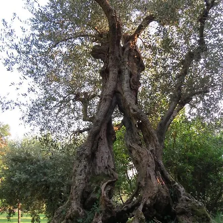 Bebrettino Atipico. Un Into The Wild Tranquillo Kır Evi *