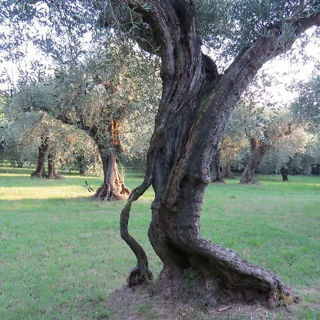 Bebrettino Atipico. Un Into The Wild Tranquillo Kır Evi